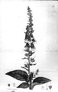 Engraved plate of the foxglove, from the first edition of Withering’s Account of the Foxglove (1785)