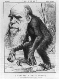 One of the best caricatures of Darwin to follow the publication of <em>The Descent of Man</em> (1871), which stated that the extinct ancestors of humans would have to be classified among the primates.